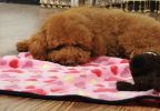 Super Soft Warm Washable Dog Cat Pet Bed Blanket-Purple Paw Print