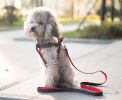 Medium Size,Pet Leash/Pet Products Strong Durable And Hard-wearing
