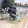 Pet kitten Puppy Automatic Water Dispenser,Dog Water Bottle,950ML Random Colour