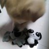 Pet Toys[Animal Kingdom Koala]--Durable Clean Teeth Chew Toy ,5.5-inch