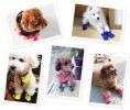 4 Pcs Cute Candy Color Pet Dog Puppy Shoes Boots Rain Boots PURPLE, NO.4