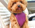 Convenient Simple Dog Car Vest Harness Pet Safety Seat Belt PURPLE, XS