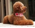 Lace Trimming Beads Decorated Adjustable Collar PINK(Fit 26~32cm neck)