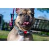Xolotl houndstooth dog collar