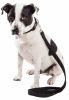Pet Life  'Aero Mesh' 2-In-1 Dual Sided Comfortable And Breathable Adjustable Mesh Dog Leash-Collar