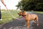 Pet Life  'Aero Mesh' 2-In-1 Dual Sided Comfortable And Breathable Adjustable Mesh Dog Leash-Collar