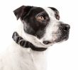Pet Life  'Aero Mesh' 360 Degree Dual Sided Comfortable And Breathable Adjustable Mesh Dog Collar