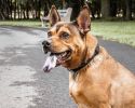 Pet Life  'Aero Mesh' 360 Degree Dual Sided Comfortable And Breathable Adjustable Mesh Dog Collar