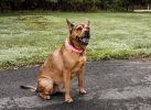 Pet Life  'Aero Mesh' 360 Degree Dual Sided Comfortable And Breathable Adjustable Mesh Dog Collar