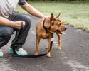 Pet Life  'Aero Mesh' 2-In-1 Dual Sided Comfortable And Breathable Adjustable Mesh Dog Leash-Collar