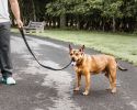 Pet Life  'Aero Mesh' 2-In-1 Dual Sided Comfortable And Breathable Adjustable Mesh Dog Leash-Collar