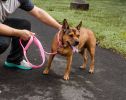 Pet Life  'Aero Mesh' 2-In-1 Dual Sided Comfortable And Breathable Adjustable Mesh Dog Leash-Collar