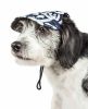 Pet Life  'Bone Cappa' Graffiti Sculptured Uv Protectant Adjustable Fashion Dog Hat Cap