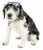 Pet Life  'Bone Cappa' Graffiti Sculptured Uv Protectant Adjustable Fashion Dog Hat Cap